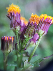 Packera pauciflora