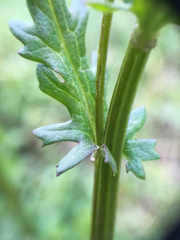 Packera pauciflora