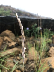 Elymus violaceus