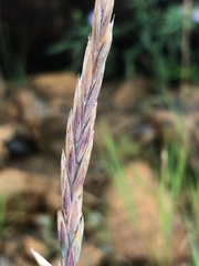 Elymus violaceus