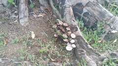 Candolleomyces tuberculatus