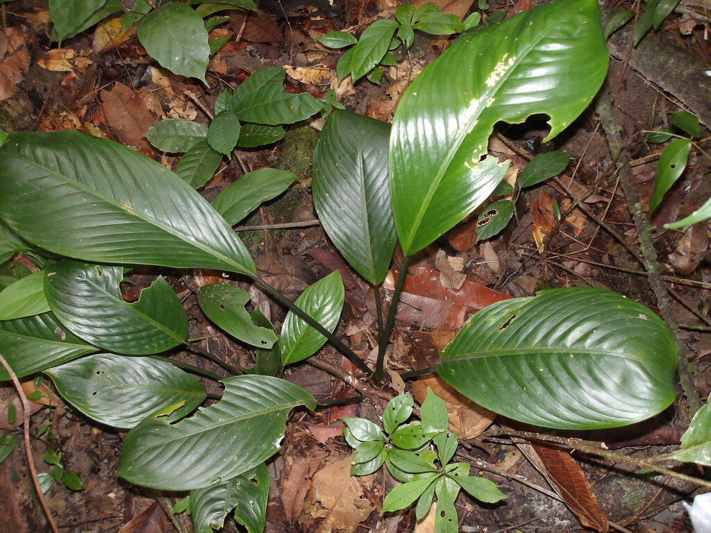 Dieffenbachia humilis