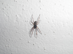 Steatoda albomaculata