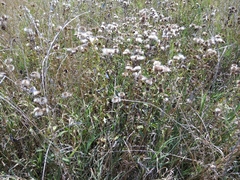 Pentanema britannica