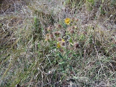 Pentanema britannica