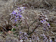 Limonium gmelinii