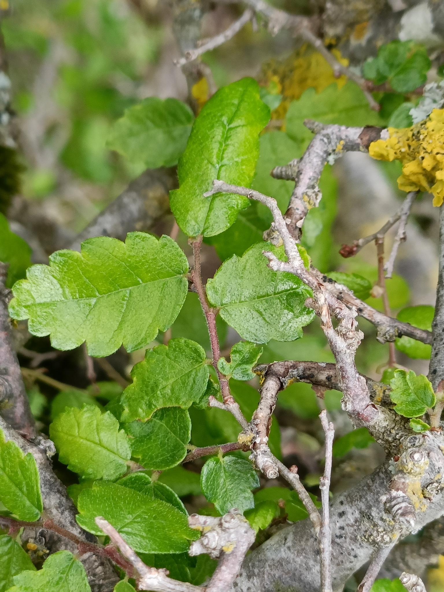 Cretan Zelkova (Zelkova abelicea)
