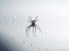Steatoda albomaculata
