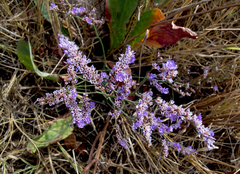 Limonium gmelinii