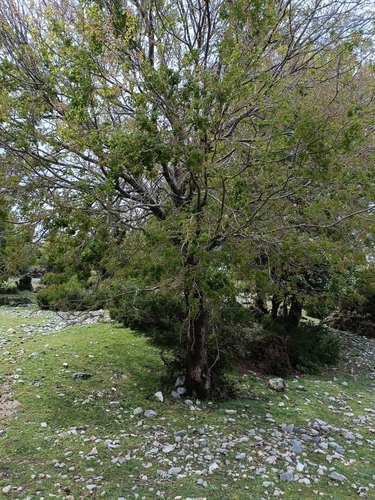 Zelkova abelicea, photograph 3