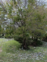 Zelkova abelicea, photograph author not stated, no rights reserved