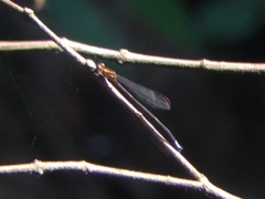 Acanthagrion