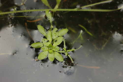 Callitriche palustris iNat (3)