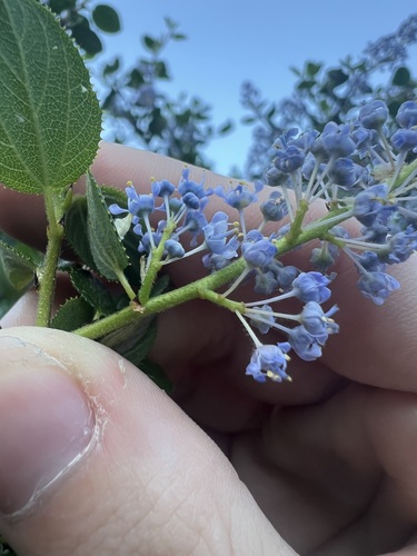 Image of Ceanothus oliganthus by no rights reserved