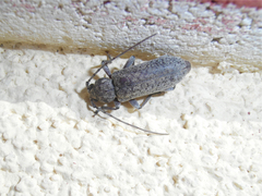 Trichoferus holosericeus