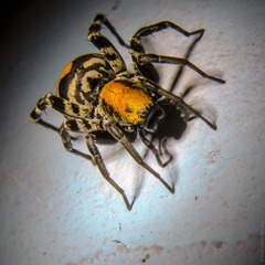 Corinnoidea