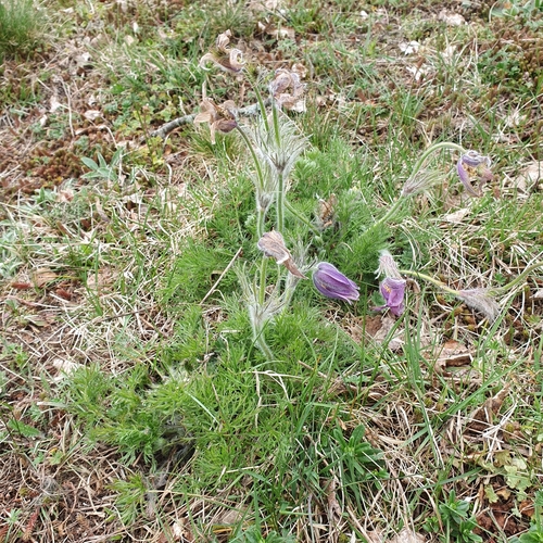 Image of European Pasqueflower (Pulsatilla vulgaris) by no rights reserved