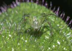 Oxyopes lineatipes