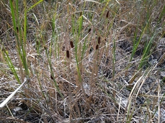 Typha laxmannii