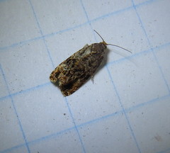 Endothenia