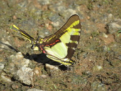 Neographium thyastes