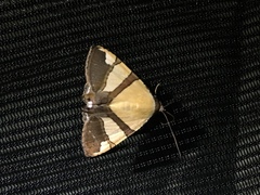 Eulepidotis