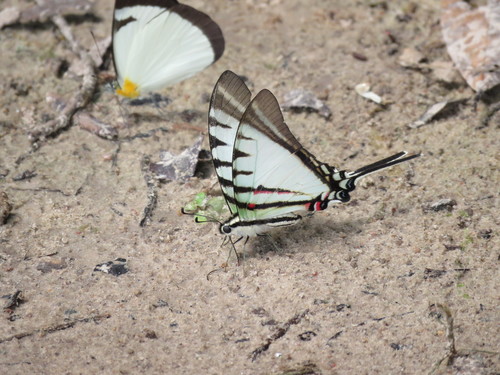 Short-lined Kite Swallowtail