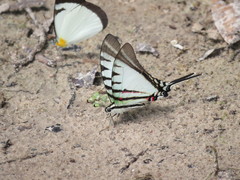 Neographium agesilaus