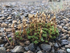Cherleria marcescens