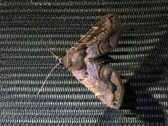 Lepidoptera