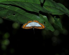 Nymphidium caricae