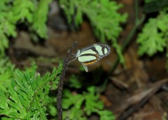 Moschoneura pinthous