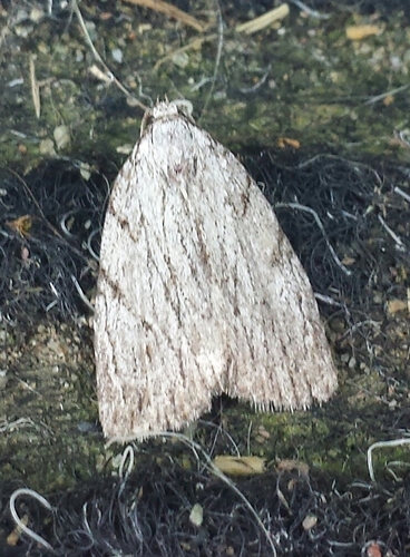 Three-lined Balsa Moth photo 3