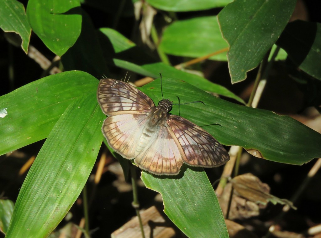 Narrow-winged Mylon