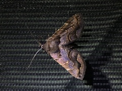 Lepidoptera