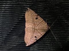 Erebidae