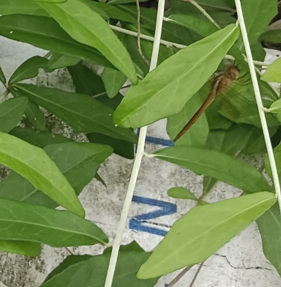 Coral-Tailed Cloudwing