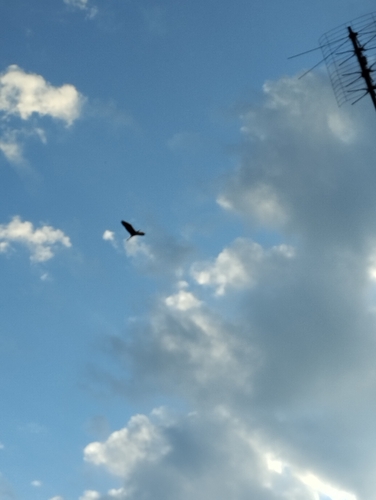 Grey Heron