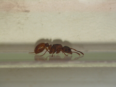 Myrmica sabuleti
