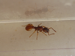 Myrmica sabuleti