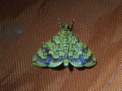 Lepidoptera