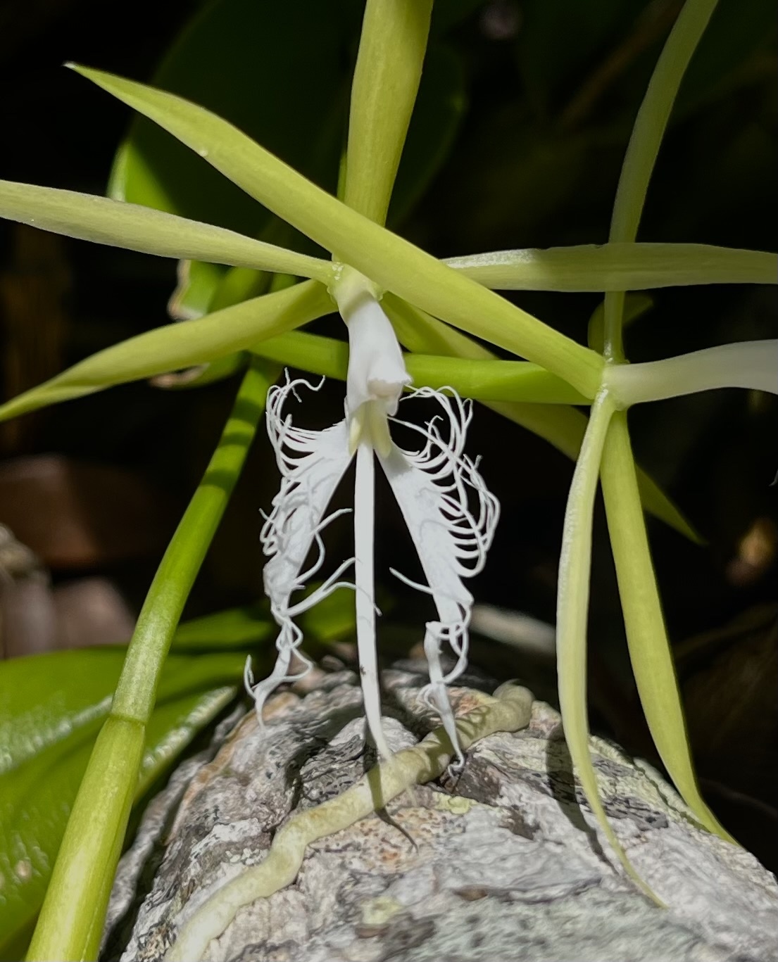 Epidendrum ciliare