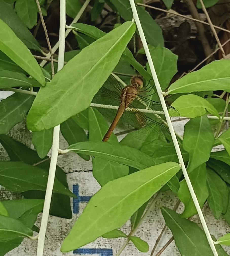 Coral-Tailed Cloudwing
