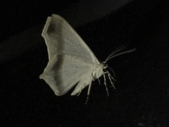 Ennominae