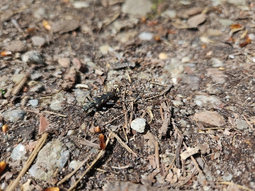 Two-banded Longhorn Beetle, Emst, photo 10 of 10