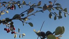Cotoneaster tauricus