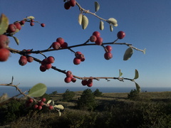 Cotoneaster tauricus