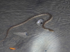 Cerberus schneiderii