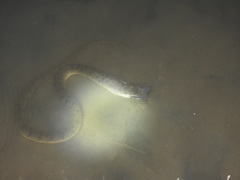 Cerberus schneiderii