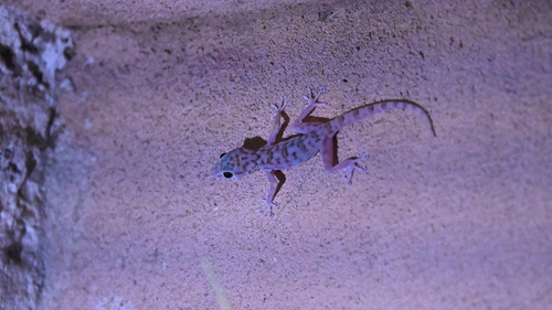 Yellow Fan-fingered Gecko
